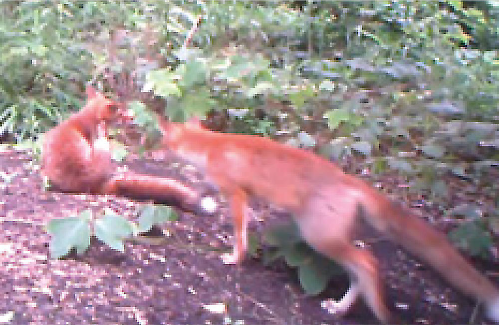 Fox pups using the animal path