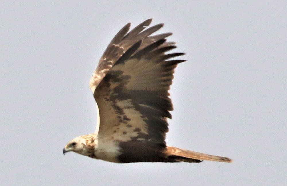 Photos of endangered bird species taken in the birdpia while under construction